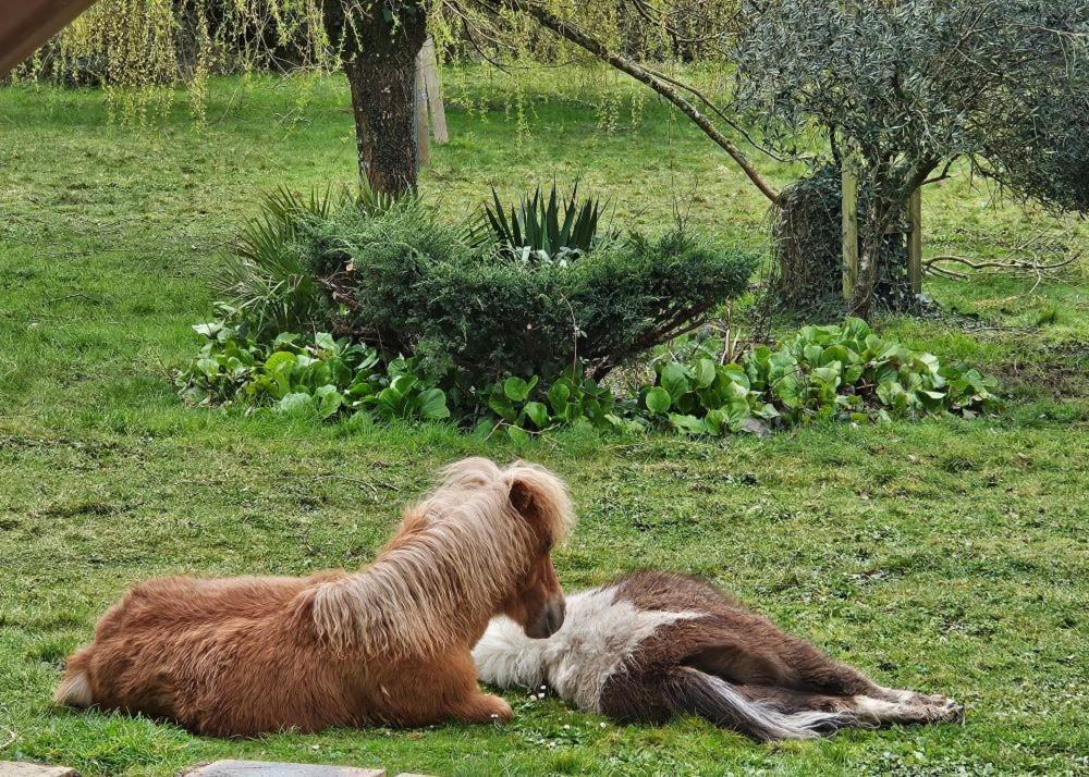 Landévant Le Domaine Des Sources Bed & Breakfast エクステリア 写真